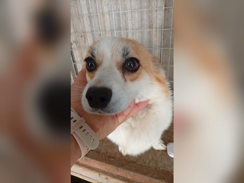 Dana, süße Welsh Corgi Pembroke Hündin geb. 10/2022