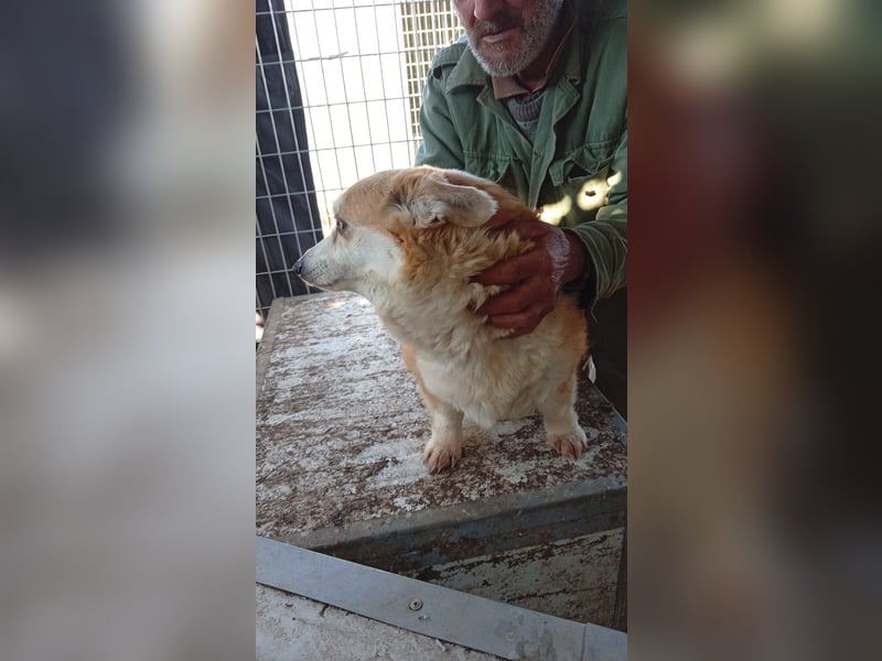 Masa, liebe Welsh Corgi Pembroke Hündin geb. 2017