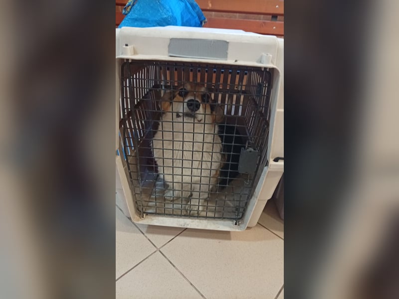 Dush, hübsches Welsh Corgi Pembroke Mädchen geb.10/2022