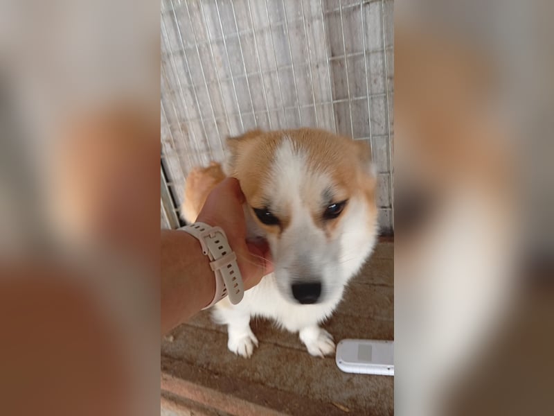 Dana, süße Welsh Corgi Pembroke Hündin geb. 10/2022