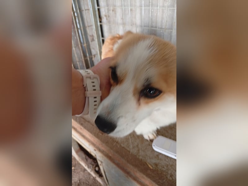 Dana, süße Welsh Corgi Pembroke Hündin geb. 10/2022