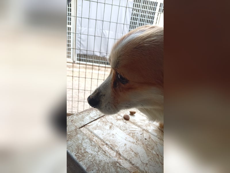 Mezi, süßes Pembroke Welsh Corgi Mädchen geb. 08/2021