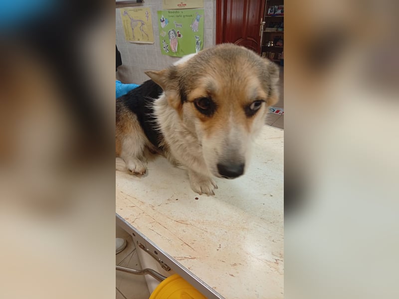 Dush, hübsches Welsh Corgi Pembroke Mädchen geb.10/2022