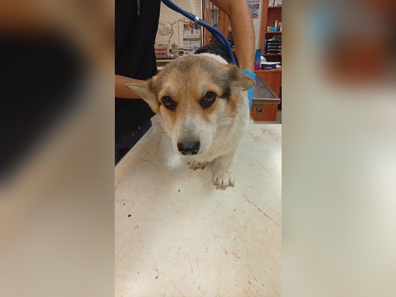 Dush, hübsches Welsh Corgi Pembroke Mädchen geb.10/2022