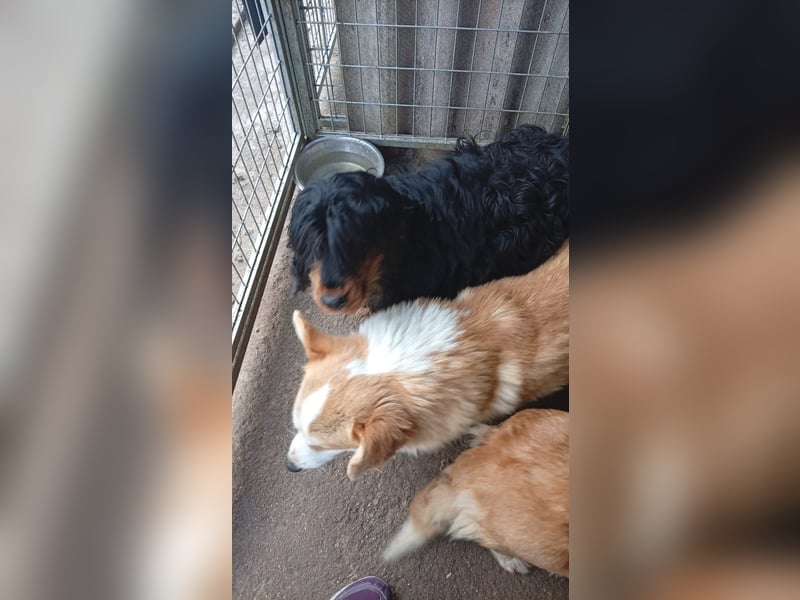 Mezi, süßes Pembroke Welsh Corgi Mädchen geb. 08/2021