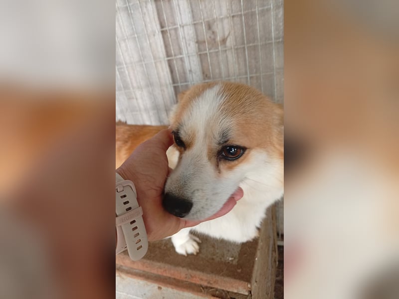 Dana, süße Welsh Corgi Pembroke Hündin geb. 10/2022