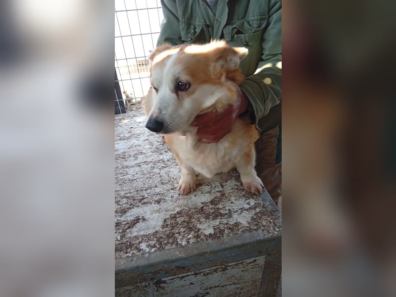 Masa, liebe Welsh Corgi Pembroke Hündin geb. 2017