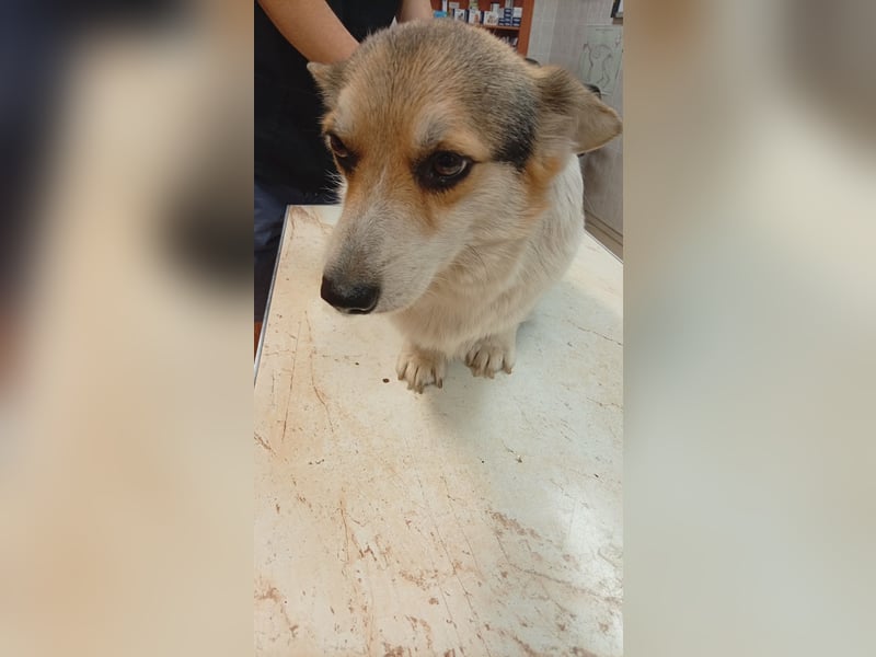 Dush, hübsches Welsh Corgi Pembroke Mädchen geb.10/2022