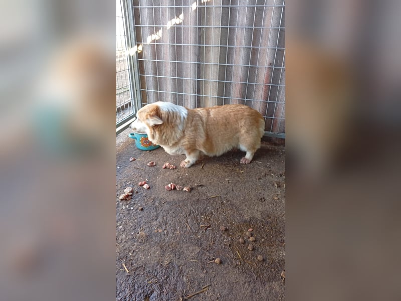 Masa, liebe Welsh Corgi Pembroke Hündin geb. 2017