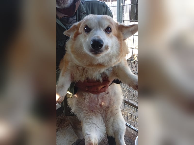 Masa, liebe Welsh Corgi Pembroke Hündin geb. 2017