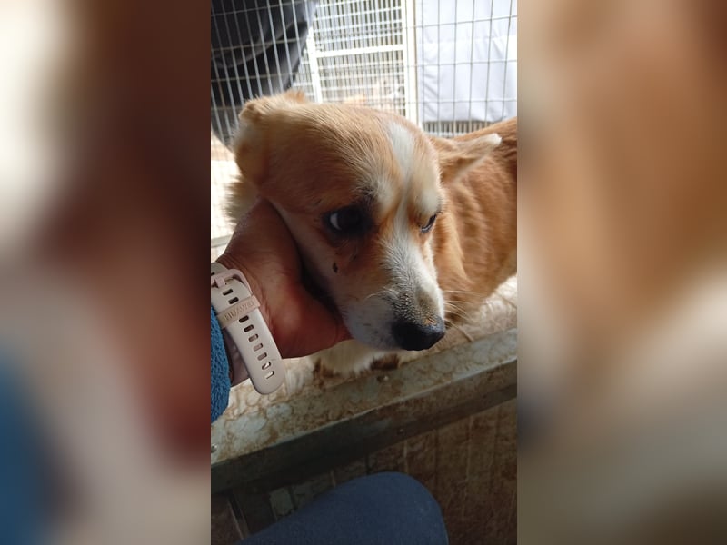 Mezi, süßes Pembroke Welsh Corgi Mädchen geb. 08/2021