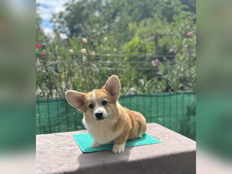 Ein bezaubernder Welsh Corgi Pembroke Rüde sucht sein Traumzuhause.