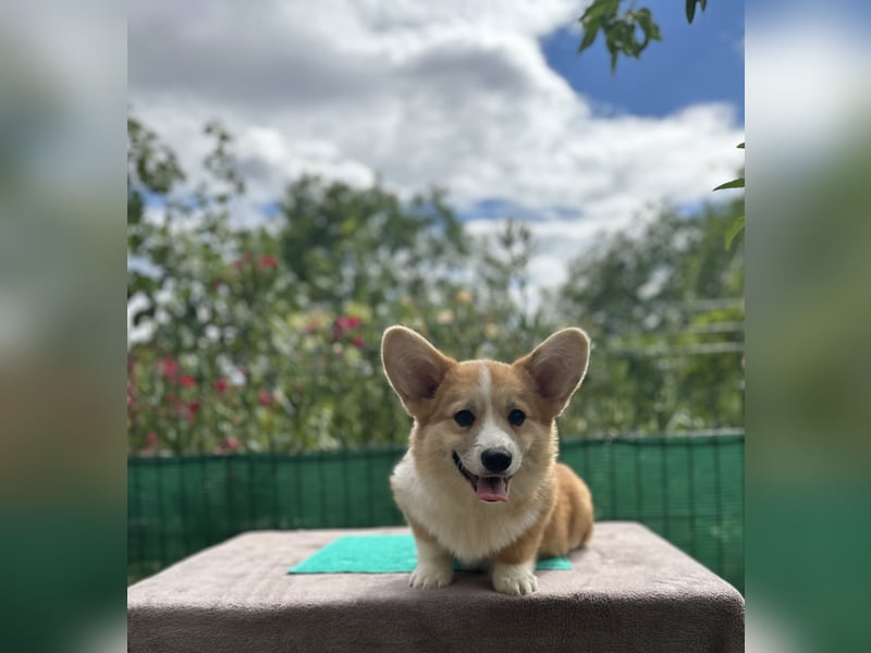 Ein bezaubernder Welsh Corgi Pembroke Rüde sucht sein Traumzuhause.