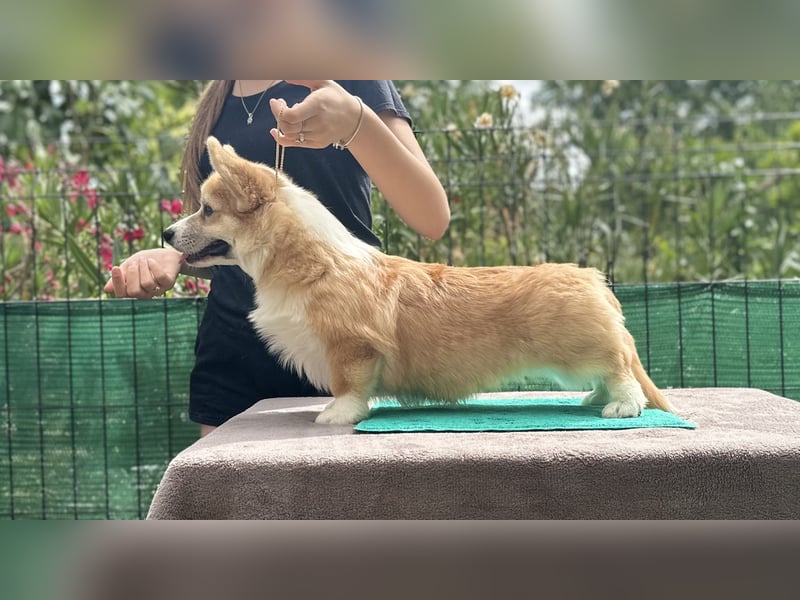 Ein bezaubernder Welsh Corgi Pembroke Rüde sucht sein Traumzuhause.