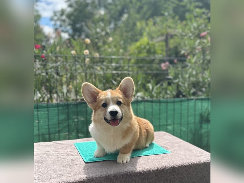 Ein bezaubernder Welsh Corgi Pembroke Rüde sucht sein Traumzuhause.