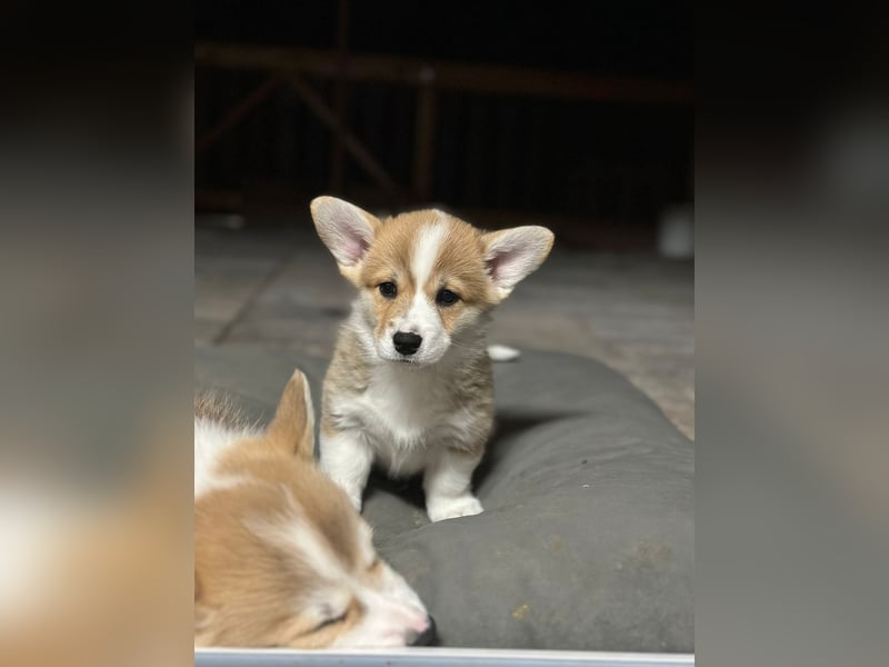 Zauberhafte reinrassige Welsh Corgi Pembroke Welpen suchen ein Zuhause für Immer