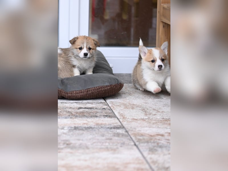 Zauberhafte reinrassige Welsh Corgi Pembroke Welpen suchen ein Zuhause für Immer