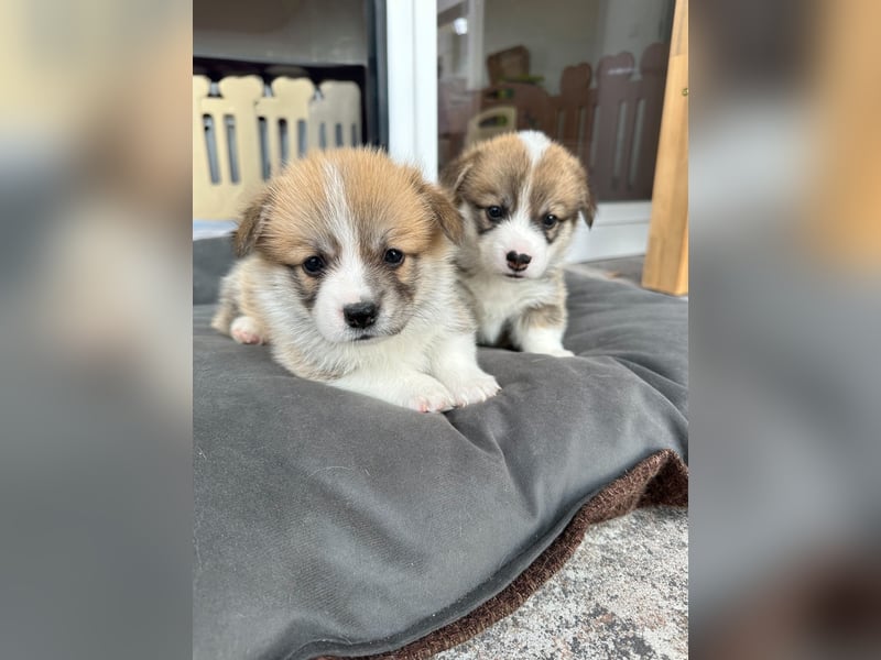 Zauberhafte reinrassige Welsh Corgi Pembroke Welpen suchen ein Zuhause für Immer