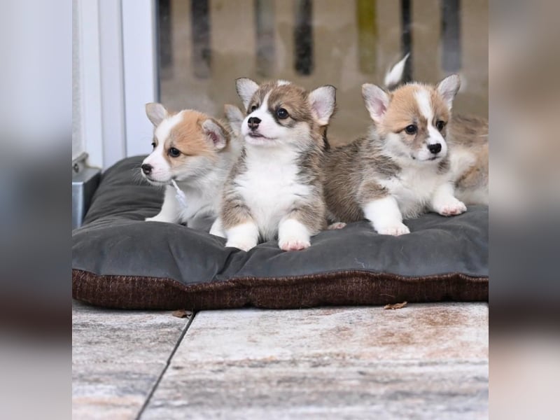 Zauberhafte reinrassige Welsh Corgi Pembroke Welpen suchen ein Zuhause für Immer