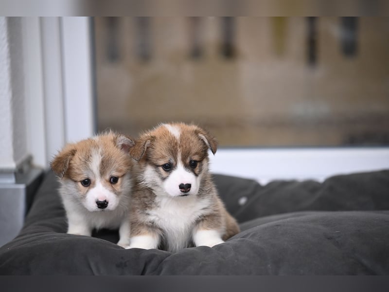 Zauberhafte reinrassige Welsh Corgi Pembroke Welpen suchen ein Zuhause für Immer