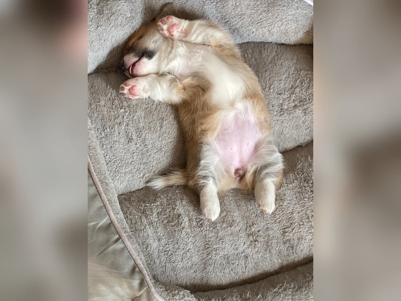 Welsh Corgi Pembroke