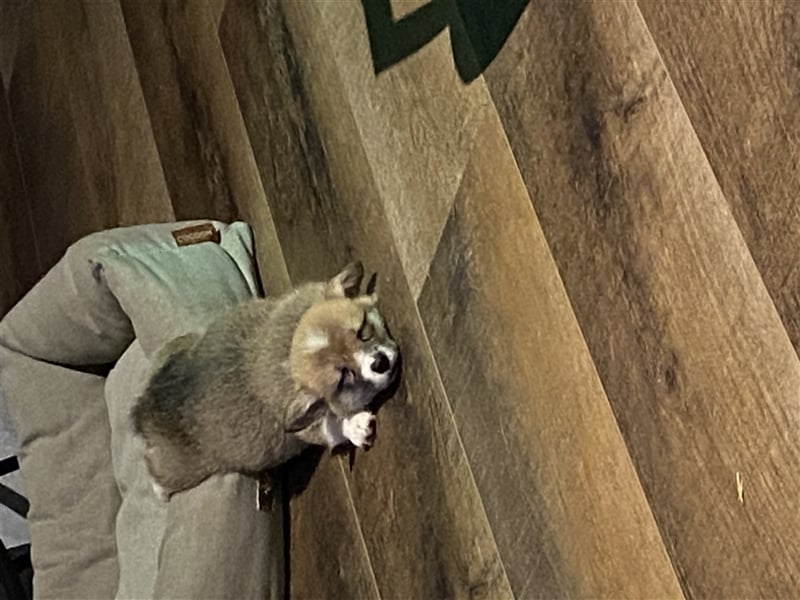 Welsh Corgi Pembroke Hündin und Rude