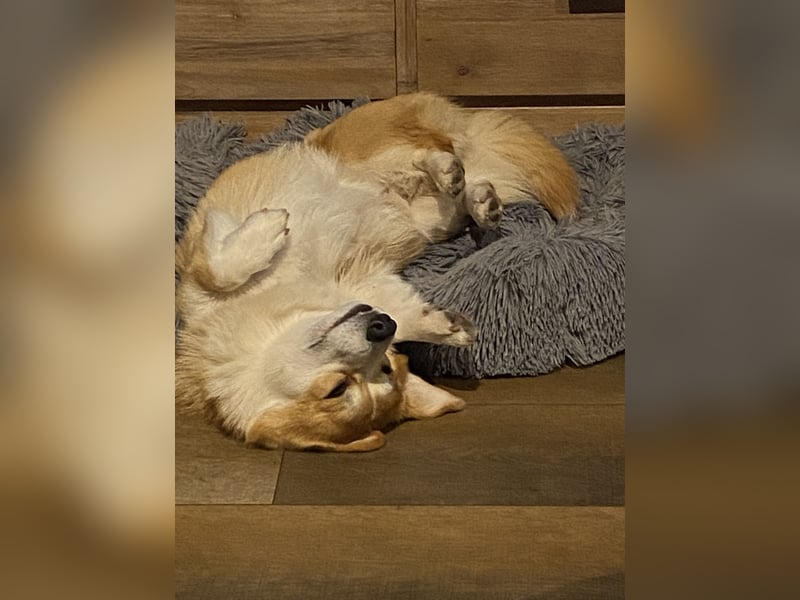 Welsh Corgi Pembroke Welpen