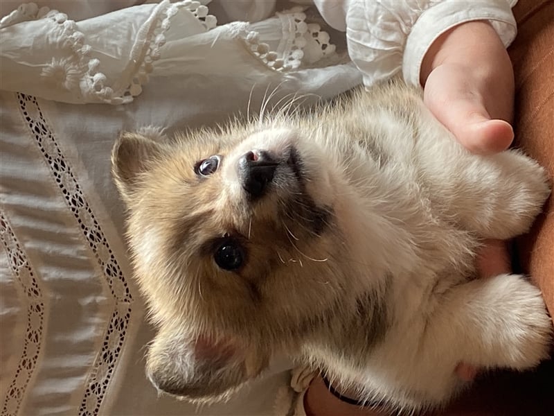 Welsh Corgi Pembroke Hündin und Rude