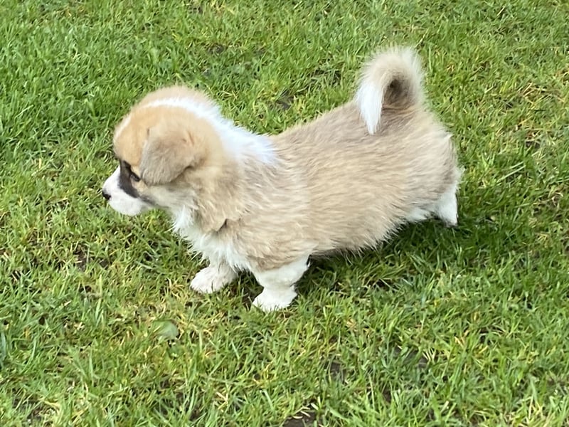Welsh Corgi Pembroke Hündin und Rude
