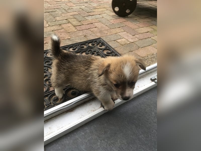 Welsh Corgi Pembroke Hündin und Rude
