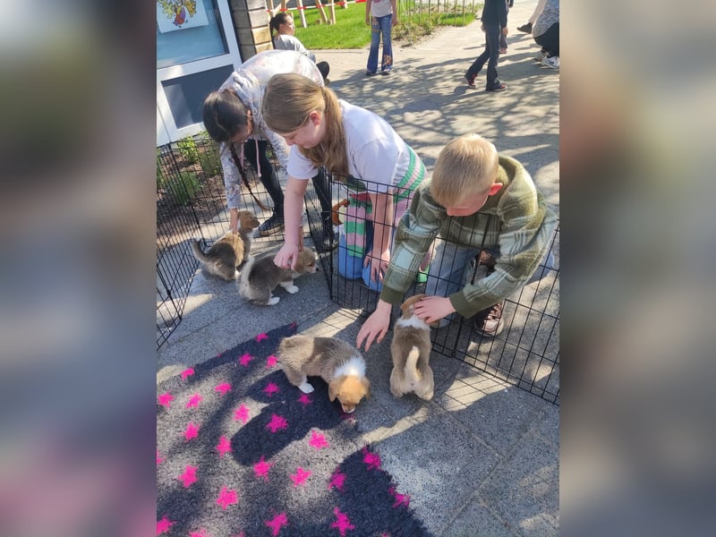 Welsh Corgi Pembroke