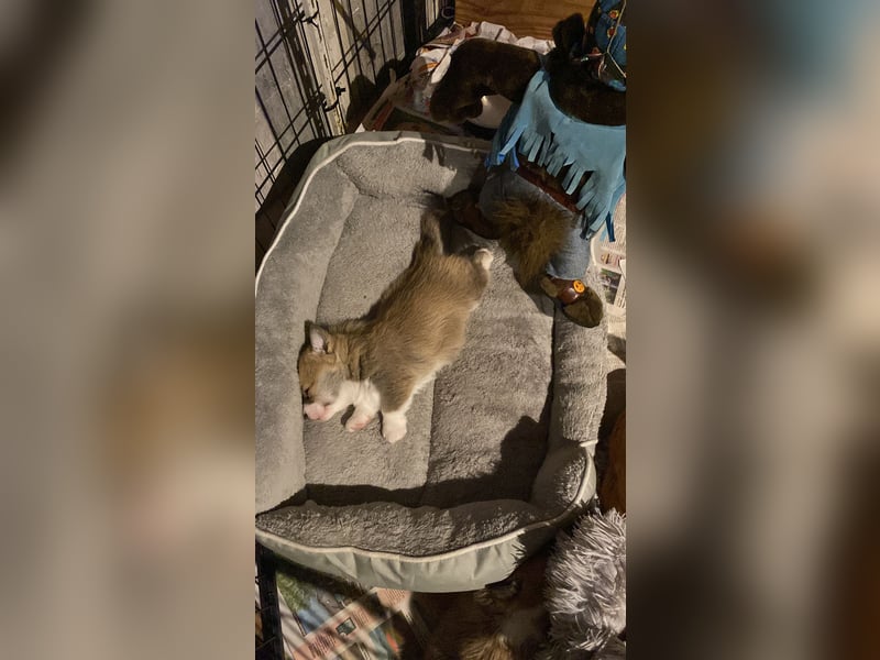 Welsh Corgi Pembroke Welpen