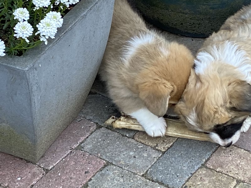 Welsh Corgi Pembroke