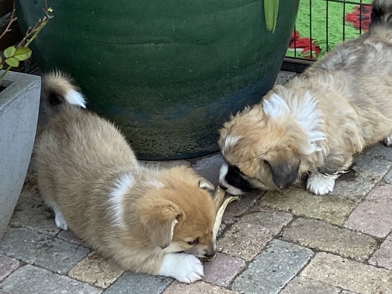 Welsh Corgi Pembroke Welpen