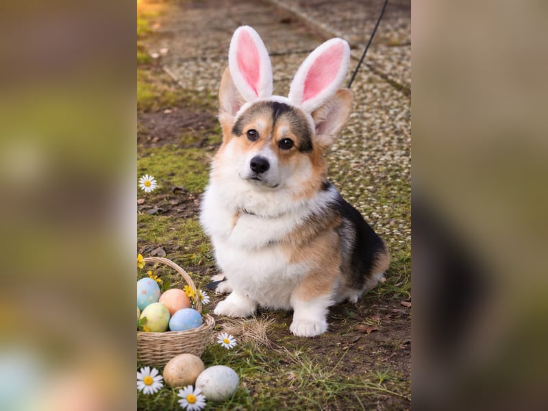 Welsh Corgi Pembroke Welpen