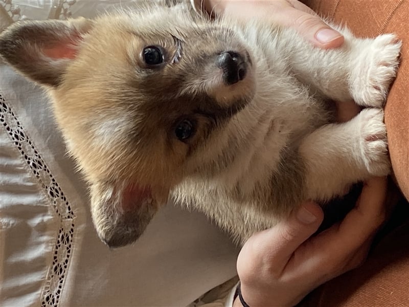 Welsh Corgi Pembroke Hündin und Rude