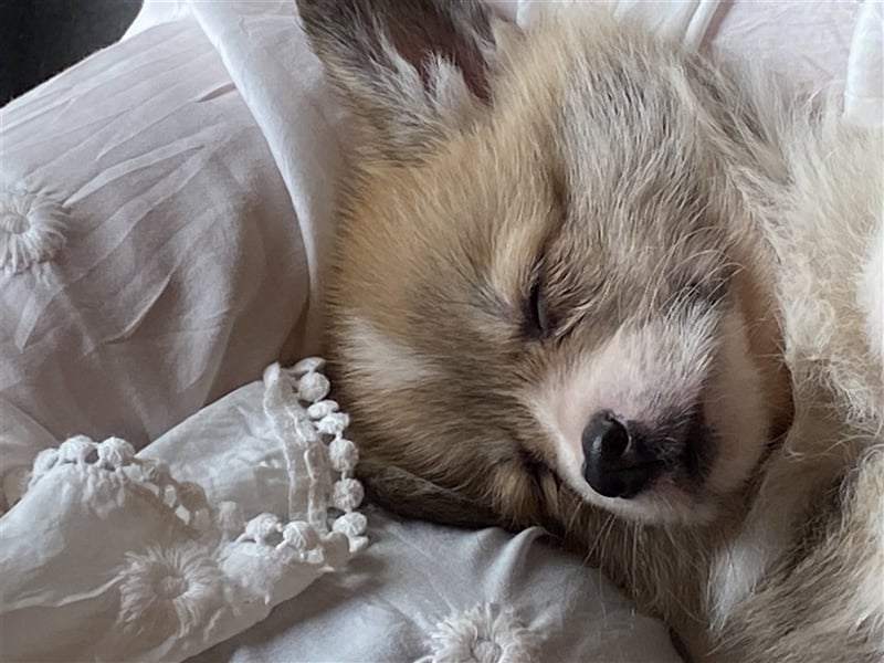 Welsh Corgi Pembroke Hündin und Rude