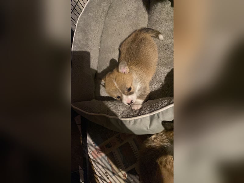 Welsh Corgi Pembroke Welpen