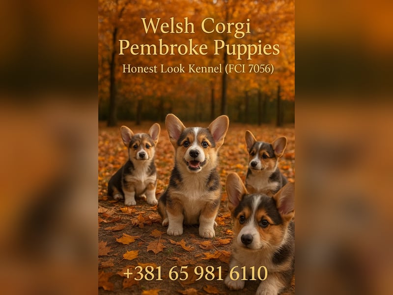  Honest Look Kennel präsentiert: Welsh Corgi Pembroke Welpen 