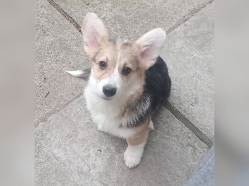  Honest Look Kennel präsentiert: Welsh Corgi Pembroke Welpen 