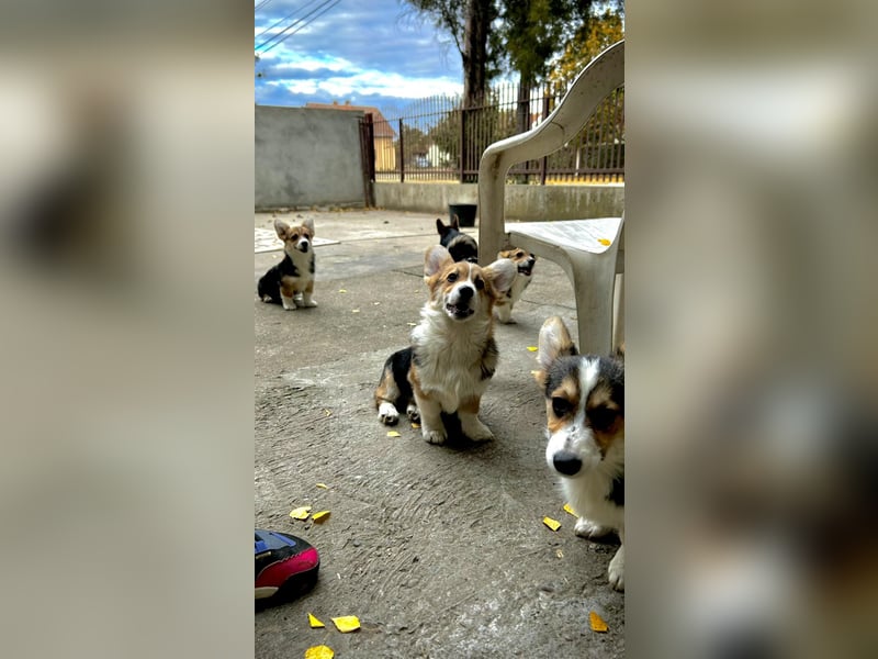  Honest Look Kennel präsentiert: Welsh Corgi Pembroke Welpen 