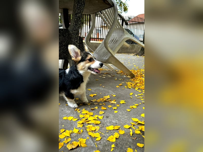  Honest Look Kennel präsentiert: Welsh Corgi Pembroke Welpen 