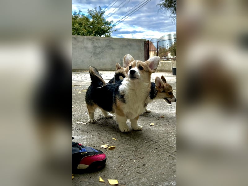  Honest Look Kennel präsentiert: Welsh Corgi Pembroke Welpen 
