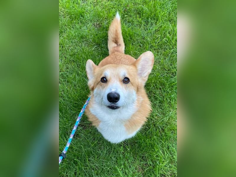 Nox ❤️ freundlicher, sensibler Corgi-Bub