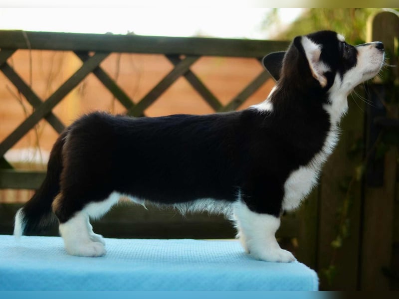 Welsh Corgi Pembroke Welpe – Tricolor (Black Head), geb. 01.10.2025, ZKwP/FCI
