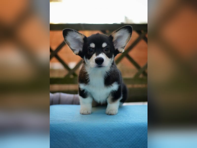 Welsh Corgi Pembroke Welpe – Tricolor (Black Head), geb. 01.10.2025, ZKwP/FCI