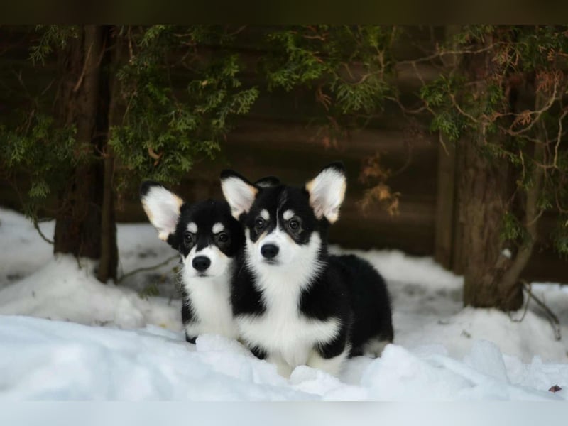 Welsh Corgi Pembroke Welpe – Tricolor (Black Head), geb. 01.10.2025, ZKwP/FCI