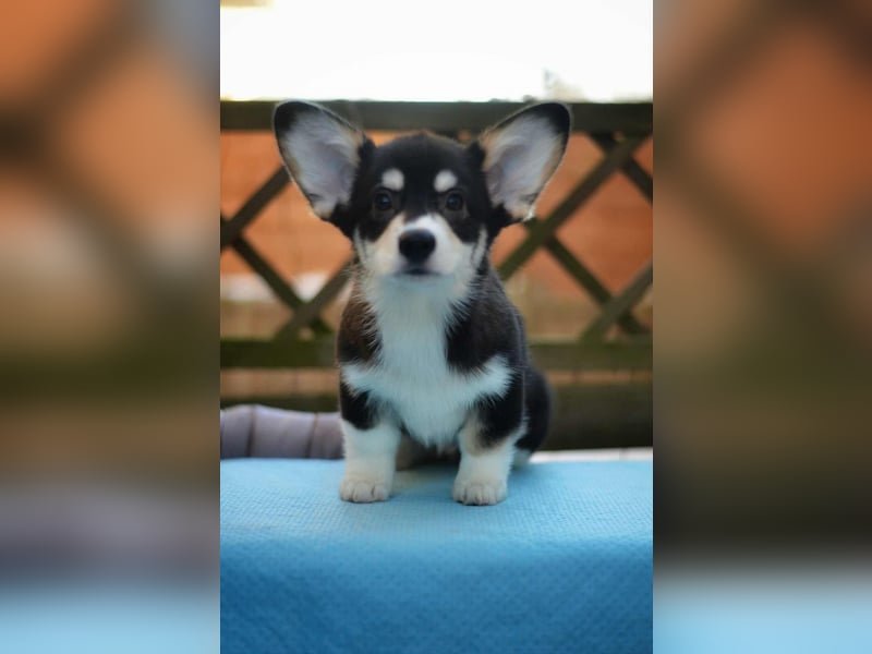 Welsh Corgi Pembroke Welpe – Tricolor (Black Head), geb. 01.10.2025, ZKwP/FCI