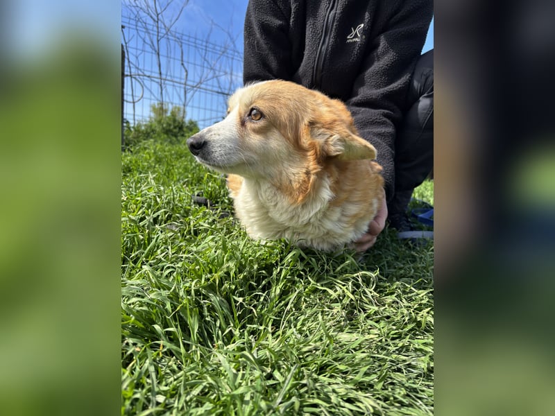 Süti2 PP – liebe Corgi-Hündin sucht endlich ihr eigenes Zuhause