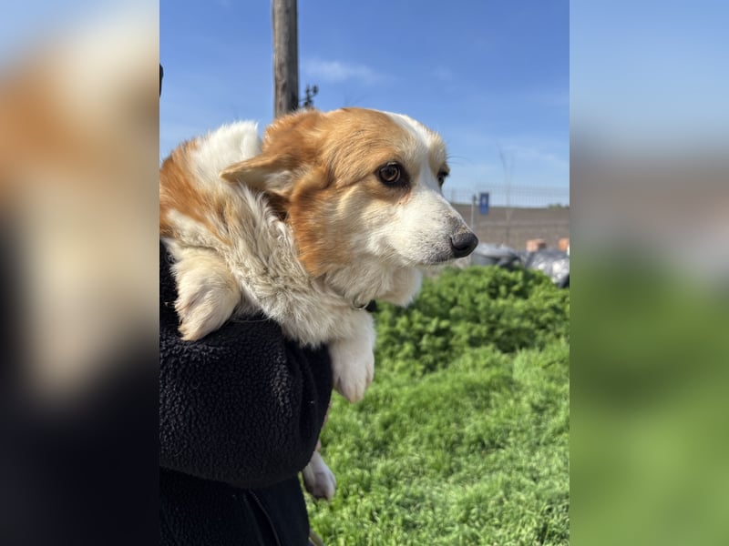 Süti2 PP – liebe Corgi-Hündin sucht endlich ihr eigenes Zuhause